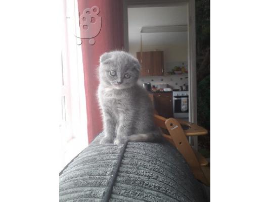 PoulaTo: Πωλούνται γάτες και γατάκια Scottish Fold